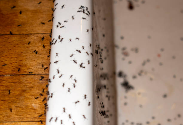 Best Exterminator Services  in Groveland, FL