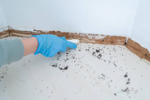Best Insect Control  in Groveland, FL