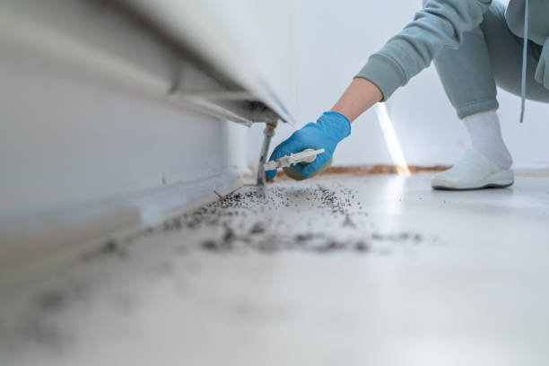 Best Rat Extermination Near Me  in Groveland, FL